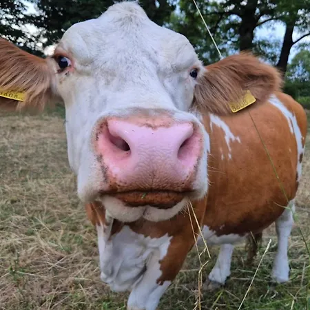 Haus Norea, 65 아파트 상트어번