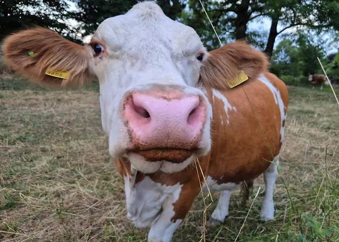 Haus Norea, 65 Lägenhet Sankt Urban